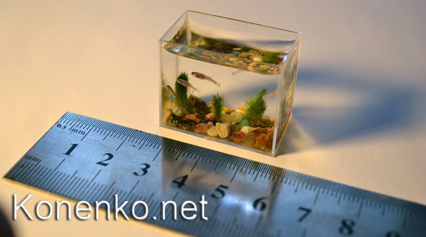 The world’s smallest aquarium