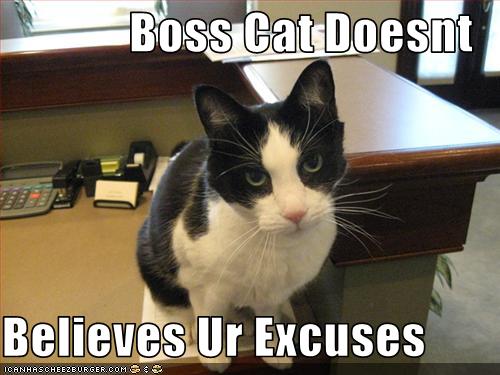 Boss Cat Doesnt Believes Ur Excuses